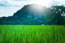 Farming Extension Services
